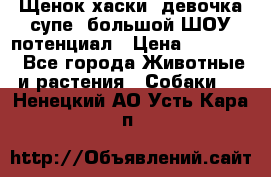 Щенок хаски, девочка супе, большой ШОУ потенциал › Цена ­ 50 000 - Все города Животные и растения » Собаки   . Ненецкий АО,Усть-Кара п.